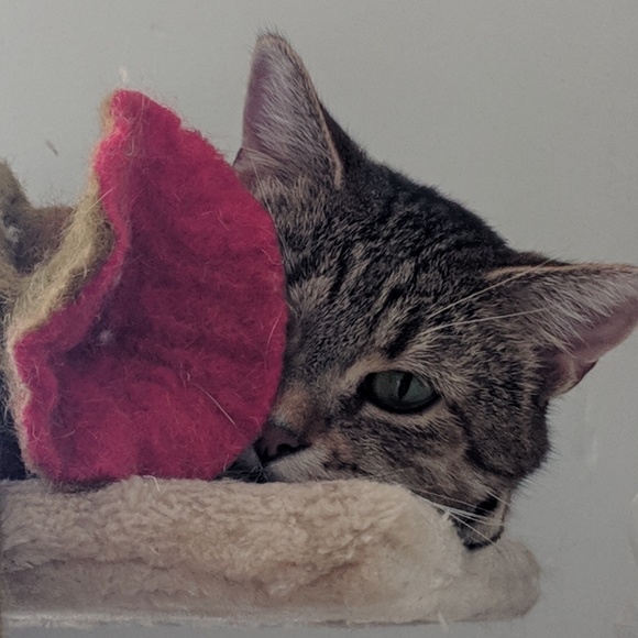 Meet your Posher, Bilgesu - Picture 3 of 8